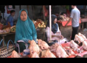 Harga Ayam Mahal Pedagang Merugi