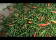 Harga Cabai Rawit Kembali Melejit