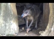 Kangguru Tanah Lahir di Lembah Hijau