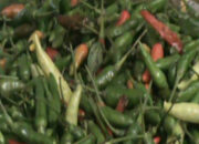 Kian Pedas, Cabai Meroket Rp 40 Ribu