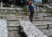 Pengusaha Ikan Asin Hentikan Produksi