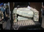 Pomal Lampung Amankan Ratusan Kilogram Daun Ganja