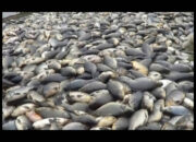 Ratusan Ton Ikan Mati Dipicu Cuaca Buruk