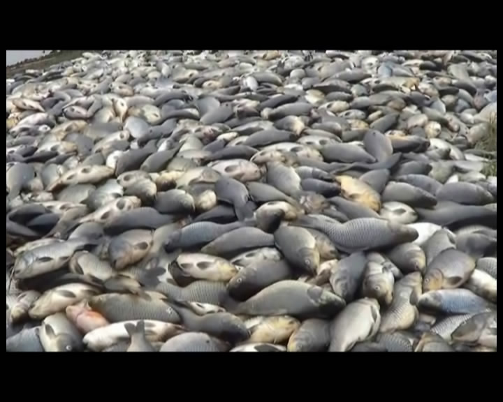Ratusan Ton Ikan Mati Dipicu Cuaca Buruk
