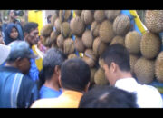 Ratusan Warga Berebut Durian