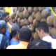 Ratusan Warga Berebut Durian