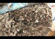 Residivis Narkoba Tersungkur Dihadiahi Timah Panas