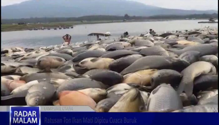 (Video) Mengapa Ratusan Ton Ikan Ini Tiba Tiba Mati