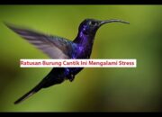 Ratusan Burung Cantik Ini Mengalami Stress