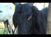 Awas! Hewan Kurban Terpapar Virus