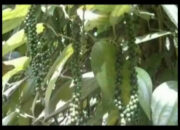 Fraksi PKS dan Gerindra Soroti Harga Lada