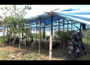 Harga Hewan Kurban Dipatok Rp 1,5 Juta