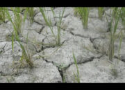 Kekeringan, Hasil Panen Padi Turun