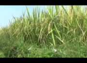 Miris, Padi Tahan Hama Kurang Diminati