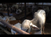 Pedagang Hewan Qurban Mulai Kebanjiran Order