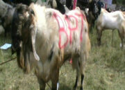 Pemkab Gelar Bazar Hewan Qurban