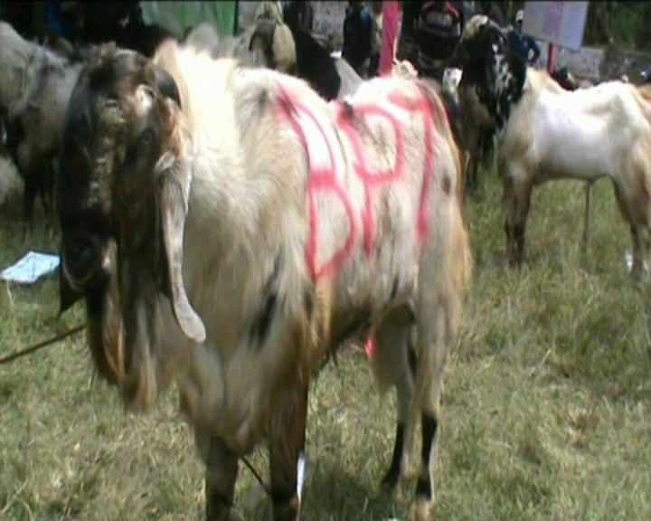 Pemkab Gelar Bazar Hewan Qurban