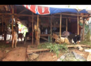 Penjualan Hewan Qurban Masih Stagnan