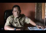 Program Nasional Sapi Bunting Dipungli