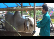 Puluhan Lapak Hewan Kurban Bebas Penyakit