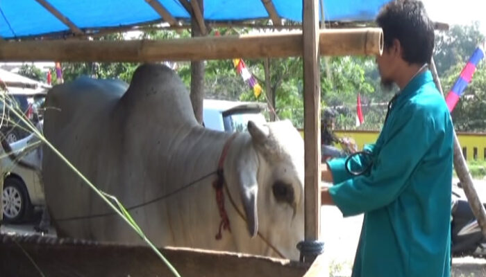 Puluhan Lapak Hewan Kurban Bebas Penyakit