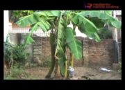 (Video) Pisang Langka, Satu Tandan Berbuah Seribu Pisang Muli