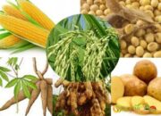 Pemprov Lampung Entaskan 41% Desa Sangat Rentan Pangan