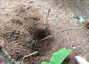 Pelaku Penguburan Bayi Bukan Warga Setempat