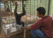 BKSDA Amankan Peket Berisi Satwa Dilindungi