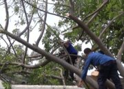 Pohon Tumbang Hantam Bengkel