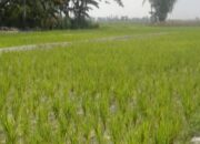 Pemprov Terus Tingkatkan Swasembada Pangan