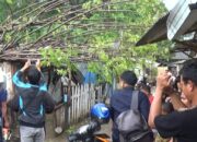 Pohon Tua Hantam Rumah Manula