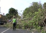 Pohon Tua Tumbang, Jalinsum Tersendat