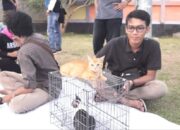 PKL, Geliat Pecinta Kucing Lampung