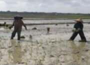 Kuota Ditambah, Pupuk Malah Menghilang