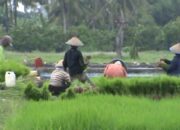 Abai Petani, Mendag Gagap Nurani