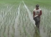 Empat Jenis Pupuk Subsidi Menghilang