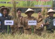 400 Hektare Sawah Panen, Pemerintah Impor Beras