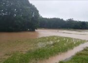 Banjir, Ratusan Hektar Sawah di Dua Kabupaten Gagal Panen