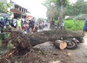 Pohon Tumbang, 1 Pengendara Patah Kaki