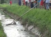 Geger, Buaya Milik Oknum Petugas Lepas