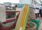 Lampung Tolak 171 Ribu Ton Jagung Impor