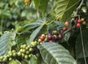 Cuma ke Eropa, Ekspor Kopi Lampung Turun