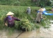 Way Semangka Meluap Rendam Rumah dan Sawah