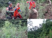 600 Batang dan 1000 Bibit Ganja Ditemukan di Gunung Tanggamus