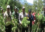 Ladang Ganja Sudah Pernah Dipanen