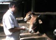 4 Sapi Mati, Pemerintah Gerak Cepat Lakukan Vaksinasi Jembrana