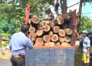 12 Pembalak Liar Digerebek