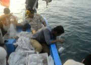 Jaga Kelestarian, Lobster Dilepasliarkan