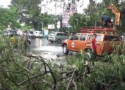 Pohon Tumbang, Jalan Sultan Agung Macet 1 Km